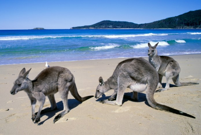 kangaroos